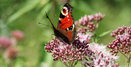 Peacock Butterfly in the Garden