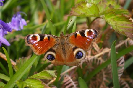 Peacock Butterfly in the Garden