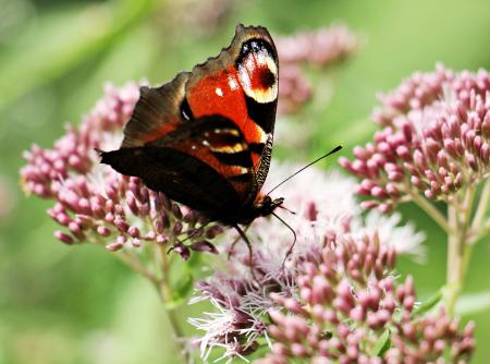 Peacock Butterfly in the Garden