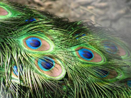 Peacock Feather Closeup