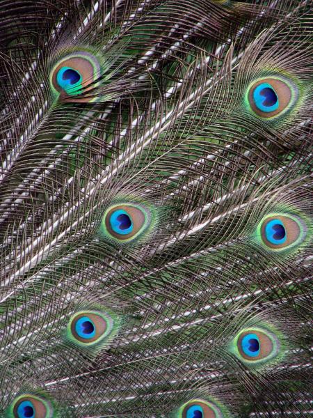 Peacock Feathers