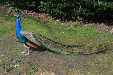 Peacock in the Zoo