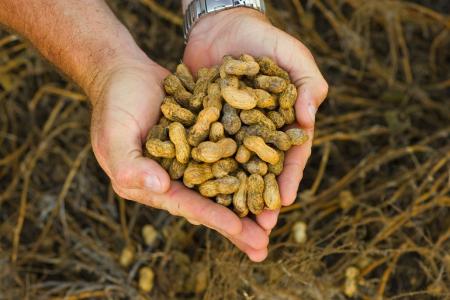 Peanuts in the Farm