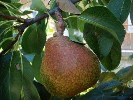 Pear on a tree