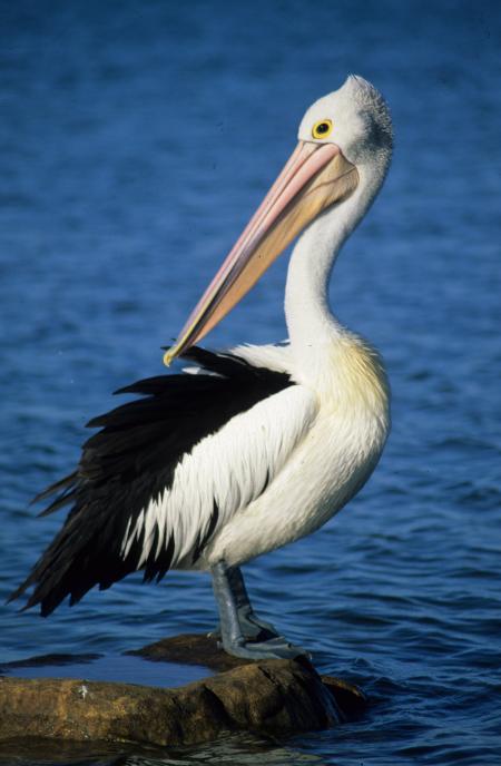 Pelicans