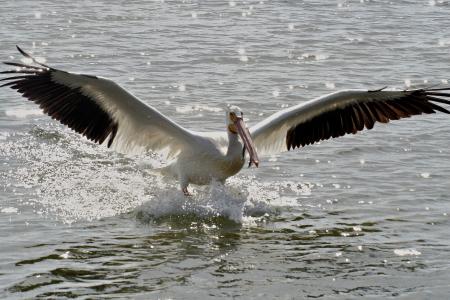 Pelican Fishing