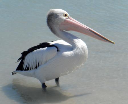 Pelican in the Water