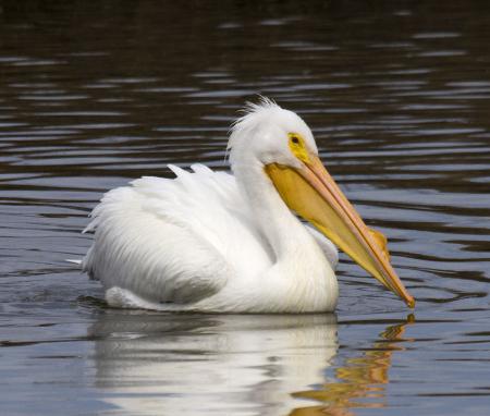 Pelican Swimming