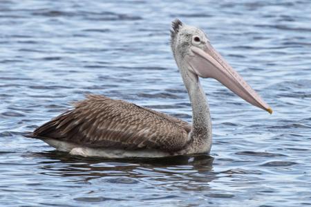 Pelican Swimming