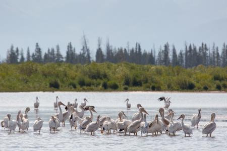 Pelicans in the River