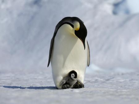 Penguins