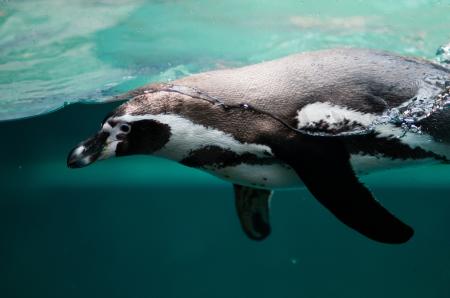 Penguin in the Ocean