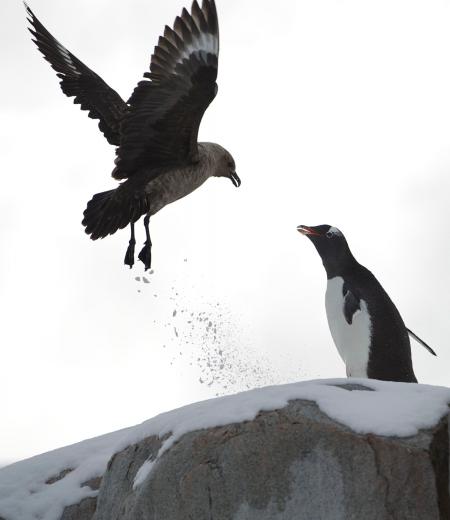 Penguin Near Black Bird