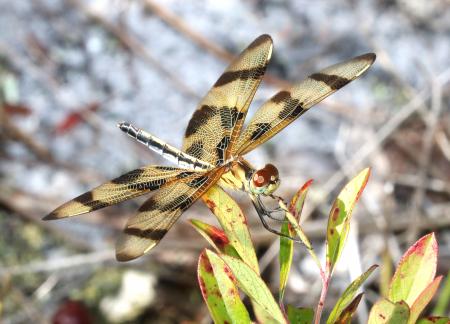 PENNANT, HALLOWEEN (Celithemis eponina) (6-9-2017) patsy pond nature trail, croatan nat forest, carteret co, nc