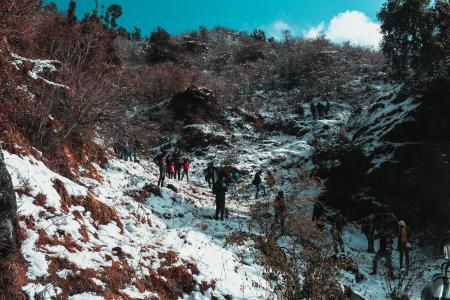 People Walking Near Green Leaf Trees Under White Clouds at Daytime