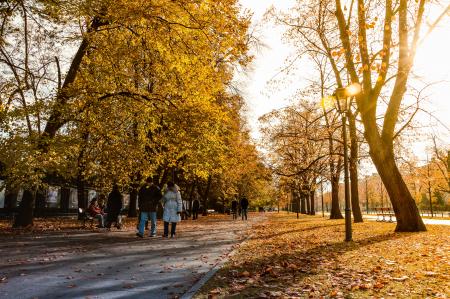 People Walking on Gray Concrete Pathway Between Trees during Daytime