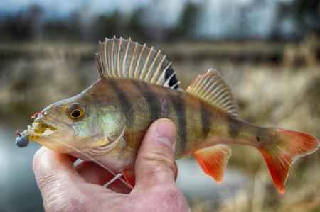 Perch fish in hand