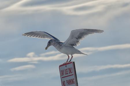 Perching Seagull