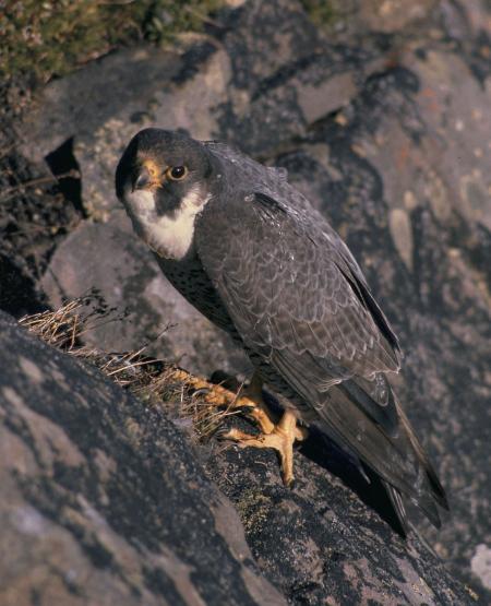 Peregrine Falcon