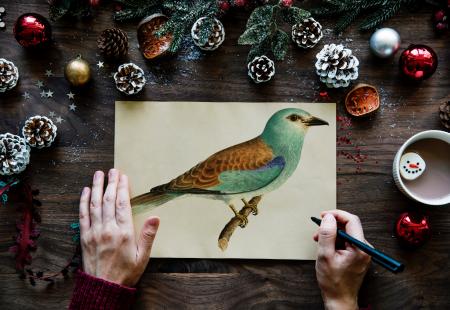 Person Drawn Green and Brown Budgerigar