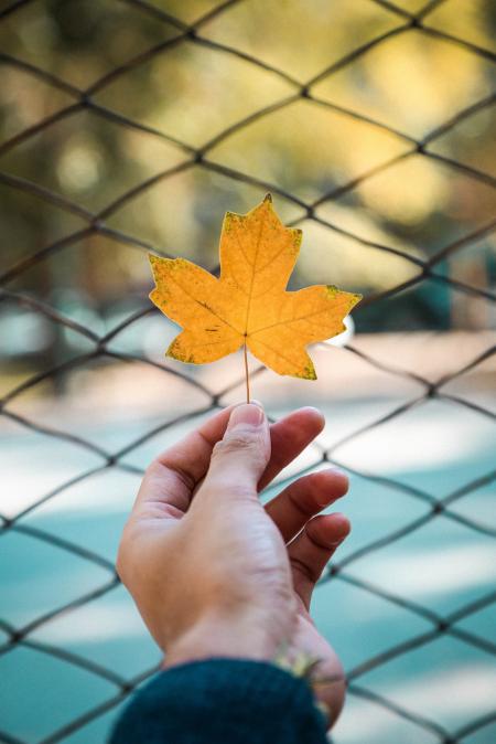 Person Holding a Maple Leaf