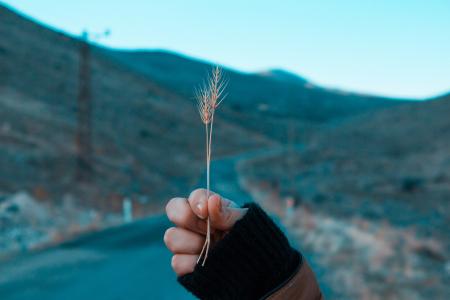 Person Holding Grass