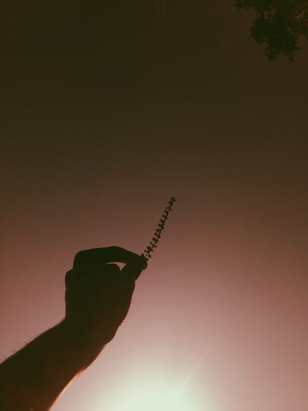 Person Holding Grass Photo Taken during Golden Hour