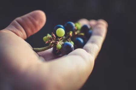 Person Holding Purple Grapes