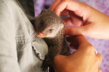 Person Holding Weasel