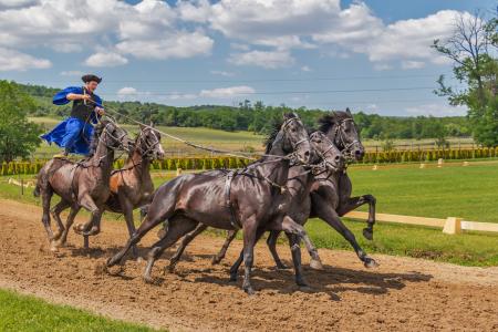 Person in Blue Dress Standing on 2 Horse Following 3 Horse during Daytime
