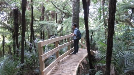 Person on Wooden Bridge Surrounded By Trees