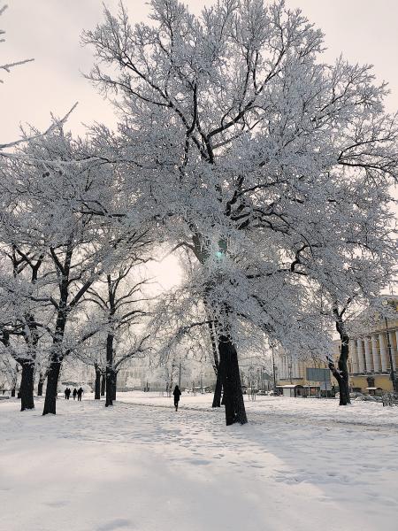 Person Standing Beside White Trees