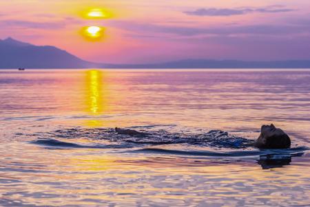 Person Swimming on Body of Water during Golden Hour