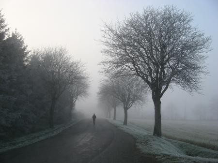 Person Walking on Road Between Trees