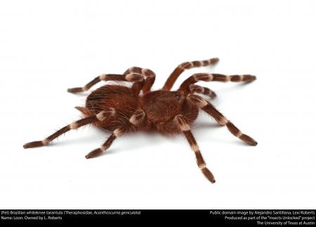 (Pet) Brazilian whiteknee tarantula (Theraphosidae, Acanthoscurria geniculata)