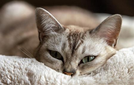 Pet Cat on the Couch