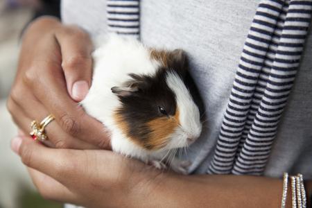 Pet Guinea Pig