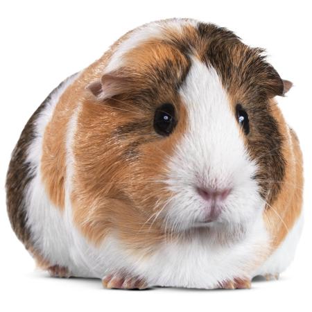 Pet Guinea Pig