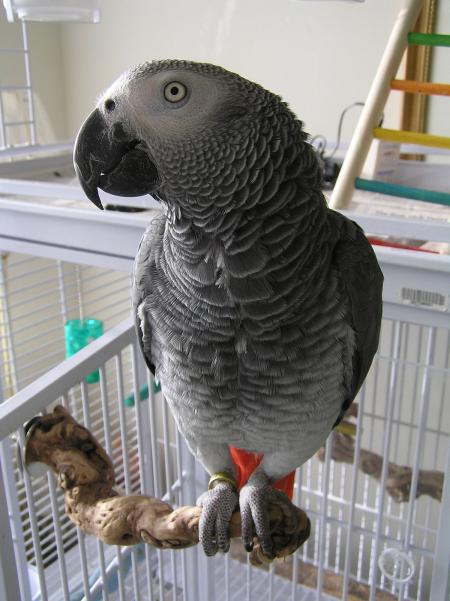 Pet Parrot
