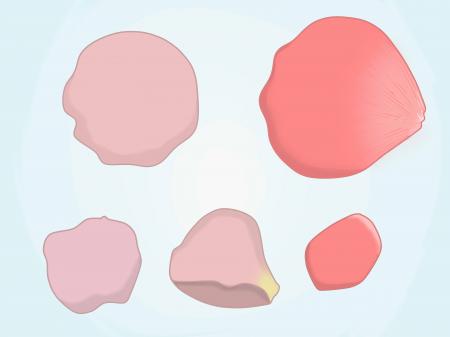 rose petals