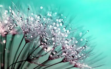 Petaled Flowers With Dew Drops on Close Up Photography