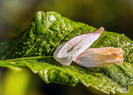 Petals on the Leaf