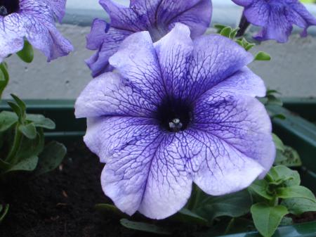 Petunia in the Garden