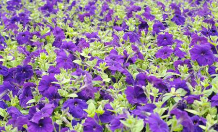 Petunias in the Garden