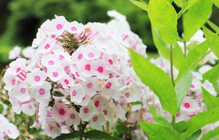 Phlox in the Garden