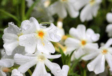 Phlox in the Garden