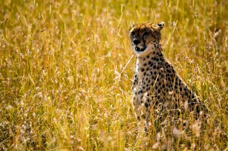 Photo Beige and Black Cheetah