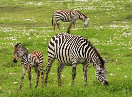 Photo of 3 Zebra on Green Grass Field