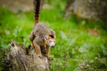 Photo of a Brown Short Coated Animal