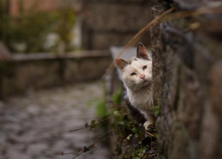 Photo of a Cat Looking Behind the Tree